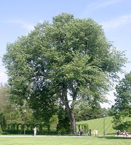 Ulmus americana